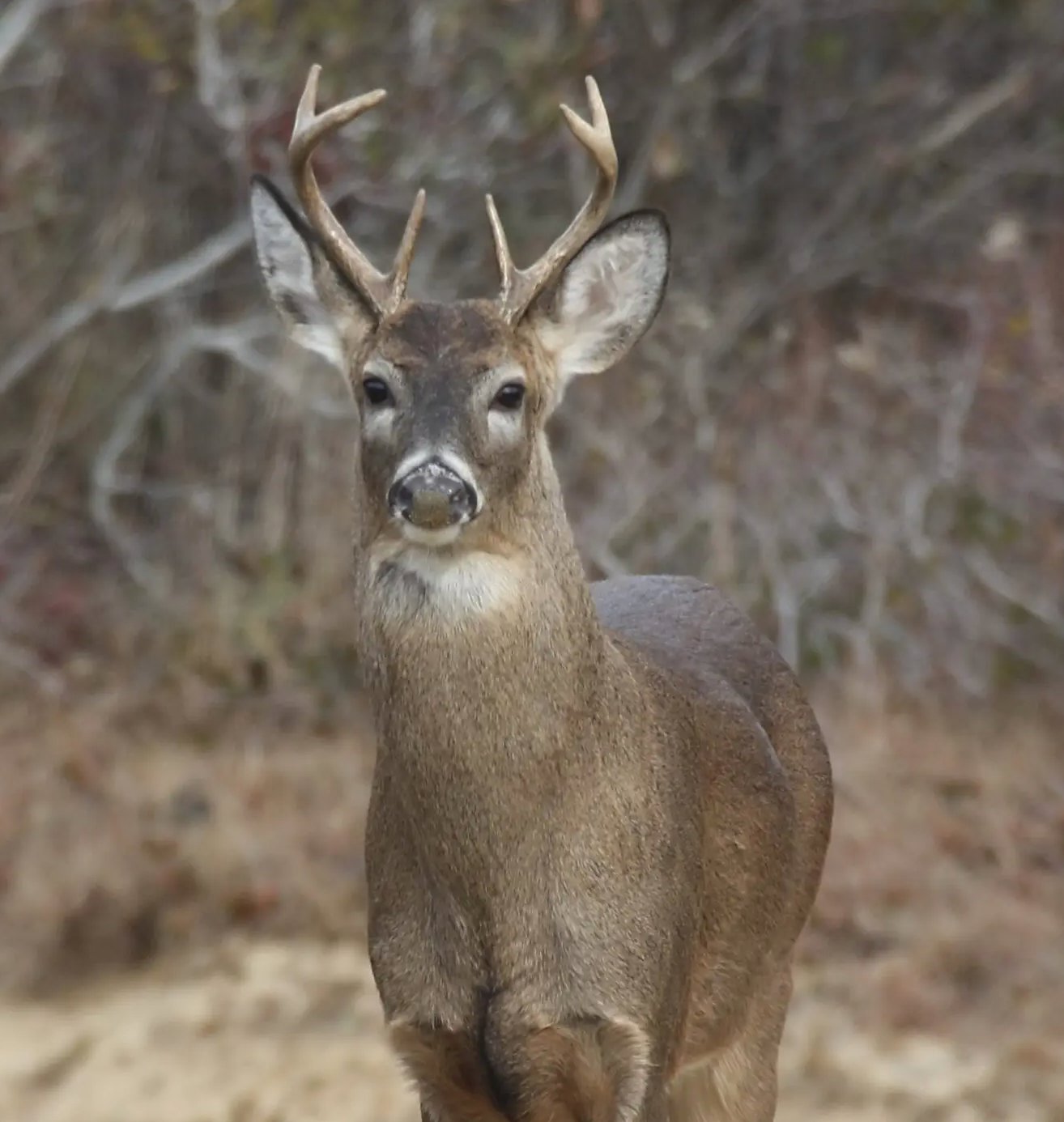 Archery deerhunting season underway Inquirer and Mirror
